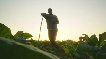 asiático joven agricultores y tabaco agricultor utilizar el núcleo datos red en el Internet desde el tableta a validar, prueba en un tabaco campo. video