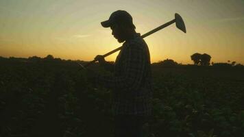 asiático joven agricultores y tabaco agricultor utilizar el núcleo datos red en el Internet desde el tableta a validar, prueba en un tabaco campo. video