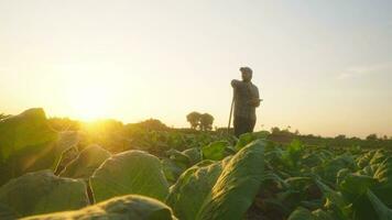 ásia jovem agricultores e tabaco agricultor utilizar a testemunho dados rede dentro a Internet a partir de a tábua para validar, teste dentro uma tabaco campo. video