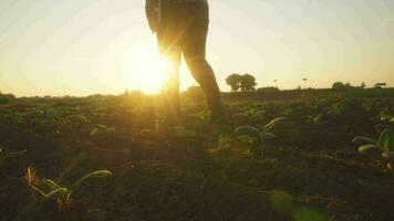 Asian young farmers and tobacco agriculturist utilize the core data network in the Internet from the tablet to validate, test in a tobacco field. video