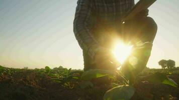 asiatico giovane agricoltori e tabacco agricoltore utilizzare il nucleo dati Rete nel il Internet a partire dal il tavoletta per convalidare, test nel un' tabacco campo. video