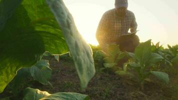 asiatico giovane agricoltori e tabacco agricoltore utilizzare il nucleo dati Rete nel il Internet a partire dal il tavoletta per convalidare, test nel un' tabacco campo. video