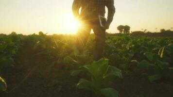 asiatisk ung jordbrukare och tobak agriculturist utnyttja de kärna data nätverk i de internet från de läsplatta till bekräfta, testa i en tobak fält. video