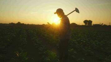 asiatisk ung jordbrukare och tobak agriculturist utnyttja de kärna data nätverk i de internet från de läsplatta till bekräfta, testa i en tobak fält. video