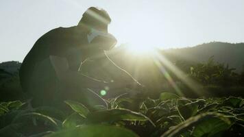 Aziatisch jong Mens toepassingen virtueel realiteit bril controle de kwaliteit van tabak bladeren in een tabak plantage in Thailand. video