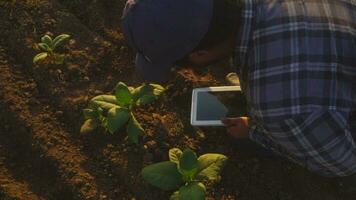 ásia jovem agricultores e tabaco agricultor utilizar a testemunho dados rede dentro a Internet a partir de a tábua para validar, teste dentro uma tabaco campo. video