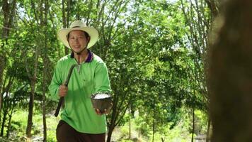 content asiatique homme à la recherche à bien qualité latex tapoter latex de une caoutchouc arbre dans caoutchouc forêt. video