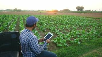 asiatisk ung jordbrukare och tobak agriculturist utnyttja de kärna data nätverk i de internet från de läsplatta till bekräfta, testa i en tobak fält. video