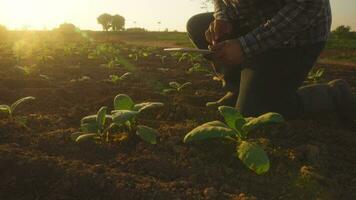 asiático joven agricultores y tabaco agricultor utilizar el núcleo datos red en el Internet desde el tableta a validar, prueba en un tabaco campo. video