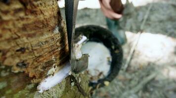 proche en haut jardinier tapoter latex de une caoutchouc arbre dans caoutchouc forêt video