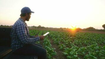 asiático joven agricultores y tabaco agricultor utilizar el núcleo datos red en el Internet desde el tableta a validar, prueba en un tabaco campo. video