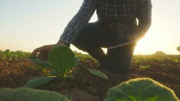 asiático joven agricultores y tabaco agricultor utilizar el núcleo datos red en el Internet desde el tableta a validar, prueba en un tabaco campo. video