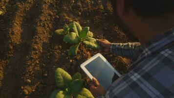 asiatico giovane agricoltori e tabacco agricoltore utilizzare il nucleo dati Rete nel il Internet a partire dal il tavoletta per convalidare, test nel un' tabacco campo. video