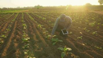 asiatisk ung jordbrukare och tobak agriculturist utnyttja de kärna data nätverk i de internet från de läsplatta till bekräfta, testa i en tobak fält. video