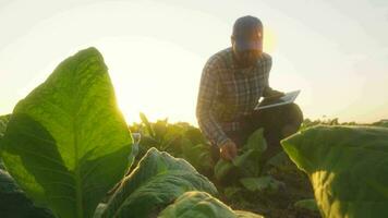 asiatisch jung Bauern und Tabak Landwirt nutzen das Ader Daten Netzwerk im das Internet von das Tablette zu bestätigen, Prüfung im ein Tabak Feld. video