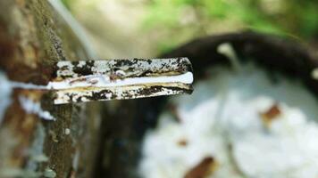 Close up  Latex flows along the cut, then down the channel, it drops into the cup.Cloes up rubber latex drop from rubber tree.Cloes up rubber latex drop from rubber tree. video