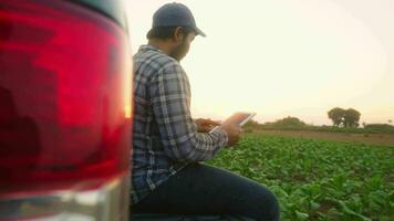 asiatisk ung jordbrukare och tobak agriculturist utnyttja de kärna data nätverk i de internet från de läsplatta till bekräfta, testa i en tobak fält. video