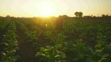 asiatico giovane agricoltori e tabacco agricoltore utilizzare il nucleo dati Rete nel il Internet a partire dal il tavoletta per convalidare, test nel un' tabacco campo. video