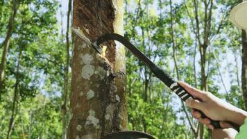 proche en haut main asain agriculteur tapoter latex de une caoutchouc arbre. video