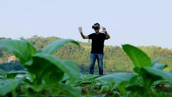 asiatisk ung man användningar virtuell verklighet glasögon kontroll de kvalitet av tobak löv i en tobak plantage i thailand. video