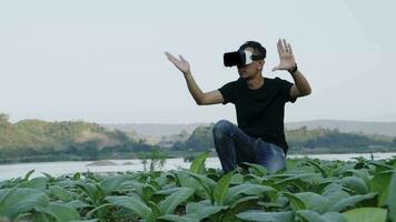 ásia jovem homem usa virtual realidade óculos verificação a qualidade do tabaco folhas dentro uma tabaco plantação dentro tailândia. video