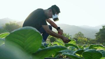 asiatisch jung Mann Verwendet virtuell Wirklichkeit Brille Überprüfung das Qualität von Tabak Blätter im ein Tabak Plantage im Thailand. video