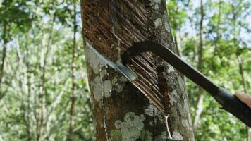 dichtbij omhoog hand- asain boer tikken latex van een rubber boom. video