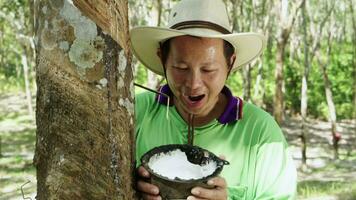 contento asiático hombre mirando a bueno calidad látex tocando látex desde un caucho árbol en caucho bosque. video