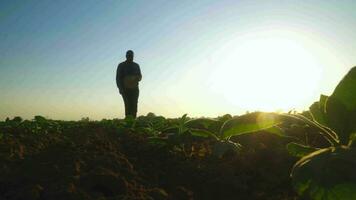 ásia jovem agricultores e tabaco agricultor utilizar a testemunho dados rede dentro a Internet a partir de a tábua para validar, teste dentro uma tabaco campo. video