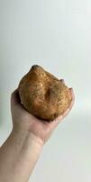 Hand hold sweet orange sweet potato, Ipomoea batatas, ubi jalar. Raw uncooked food photography isolated on plain background. Thick Convolvulaceae. Yummy source of carbohydrates. photo