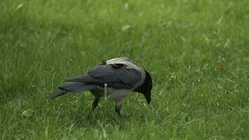A raven holds his food prize. Portrait of a black crow, raven or rook. Black jungle crow standing and eating a piece of bread on the green grass. photo