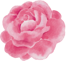 Rosa acuarela enamorado ilustración png