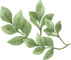 vattenfärg grönska blad illustration png