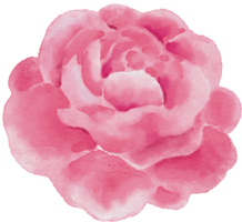 Rosa acuarela enamorado ilustración png