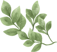 vattenfärg grönska blad illustration png