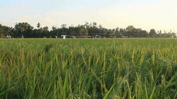 ris fält i skörda säsong med eftermiddag Sol, ris fält se av gyllene ris jordbruk fält med grön naturlig bakgrund i solljus när solnedgång himmel tid video