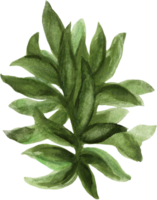 Botanical meadow fiels wildflower leaves plants png