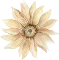 botanisch Wiese Felder Wildblume Blätter Pflanzen png