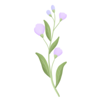 purple flower blossom png