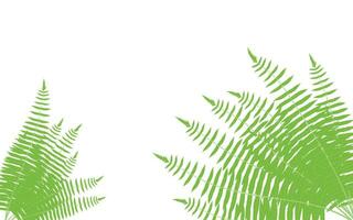 verde helecho hojas en blanco antecedentes vector, verde hoja aislado en blanco, árbol incumplimiento vector