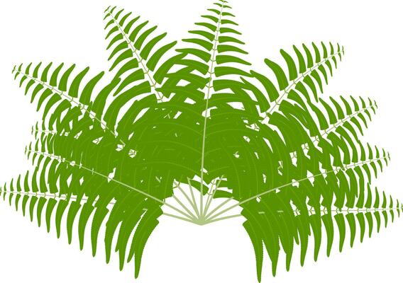 a green fern leaf on a white background, palm tree leaves, green tree branch with leaves