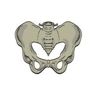 sacroilíaca articulaciones enlace el pelvis y inferior espina frente cruzar sección dibujo vector