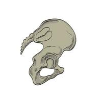 Sacroiliac Joints Linking the Pelvis and Lower Spine Side Cross Section Drawing vector