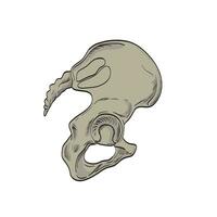 Sacroiliac Joints Linking the Pelvis and Lower Spine Side Cross Section Drawing vector