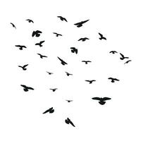 Silhouette sketch of a flock of flying birds, flight in different positions. Takeoff, flying, flight, flutter, hover, soaring, landing vector