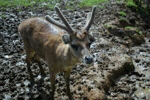 Tame deer waiting to be fed photo