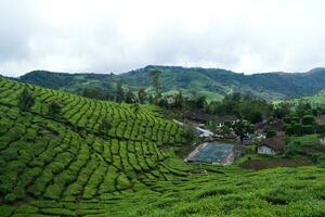 Green hills are in Ciwidey, Bandung, Indonesia photo