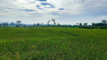 The rice field complex in the village is a treat for the eyes, seeing the rice fields spread out in a healthy green color. photo