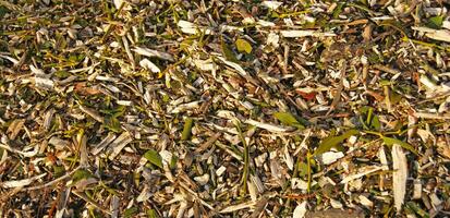 Background from sawdust and green grass. photo