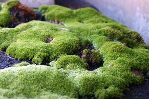 Selective focus on bright green moss on a slate roof. photo